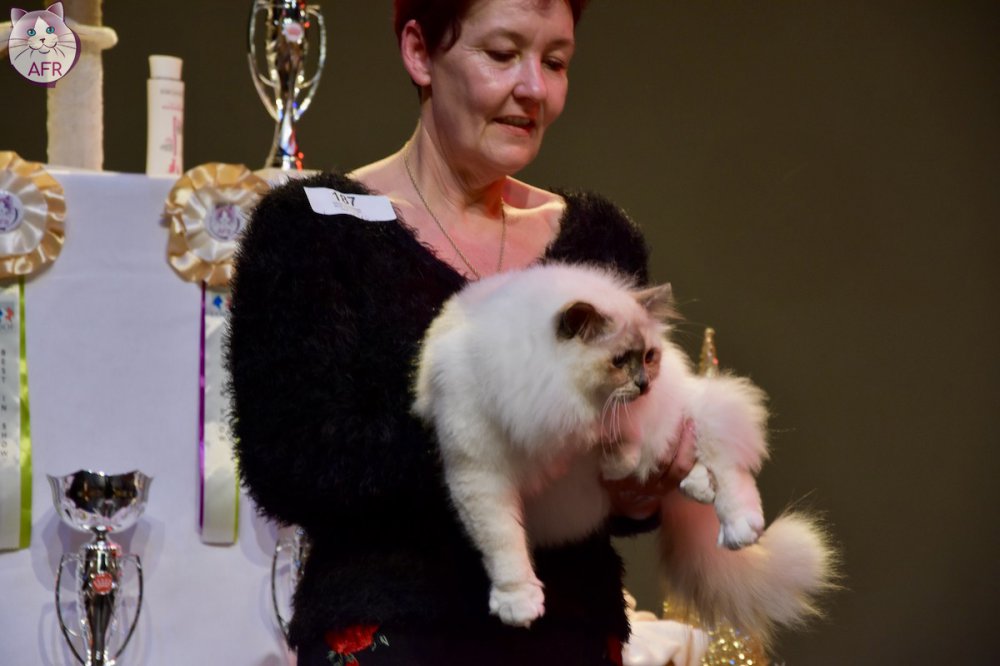 Exposition féline de Mortagne au Perche 2019