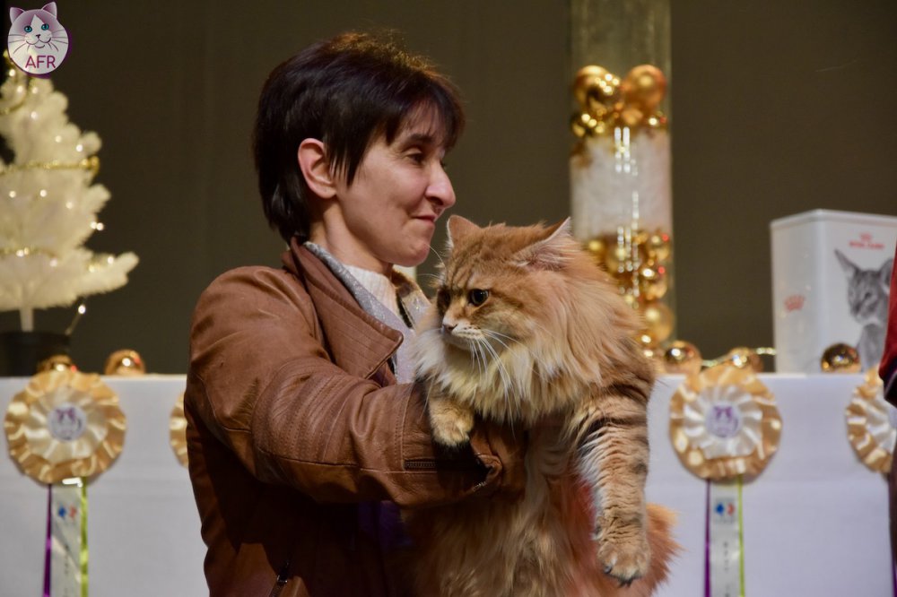 Exposition féline de Mortagne au Perche 2019