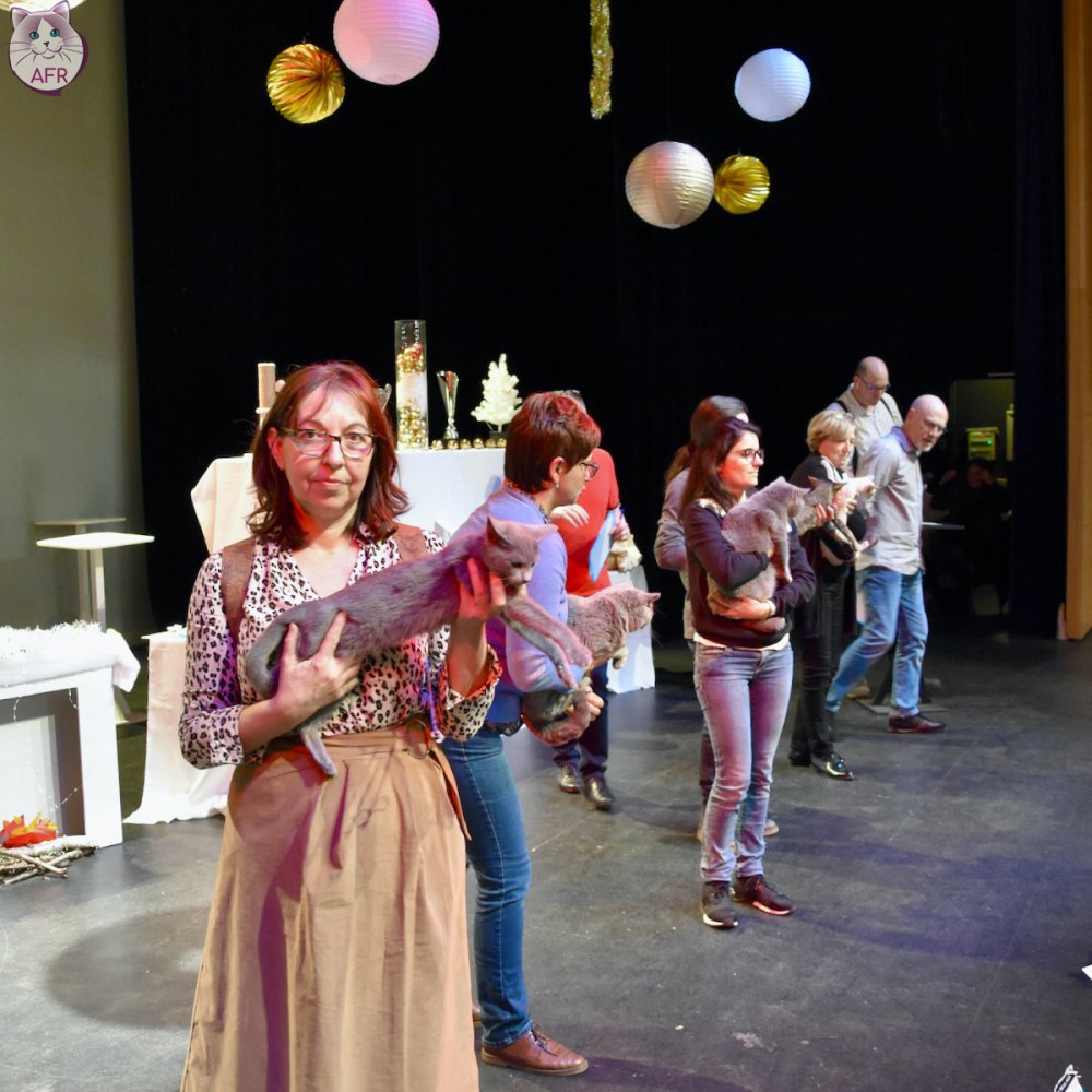 Exposition féline de Mortagne au Perche 2019