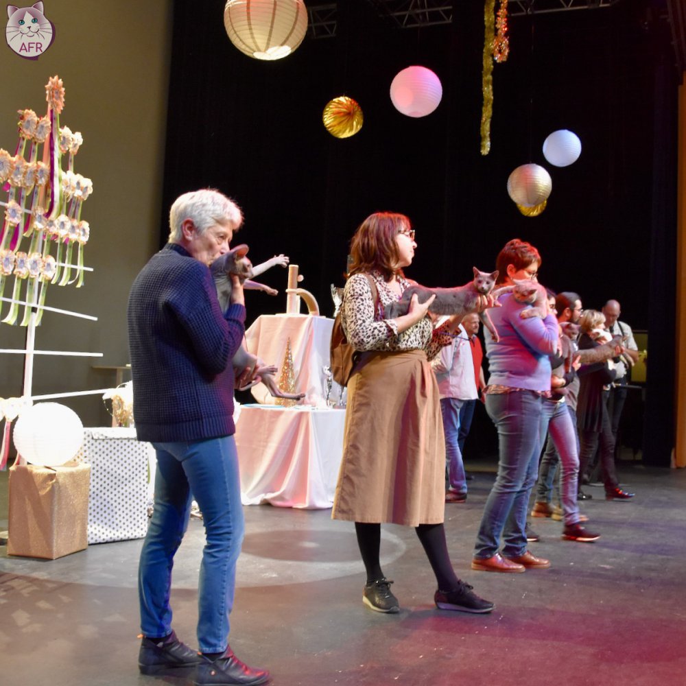 Exposition féline de Mortagne au Perche 2019