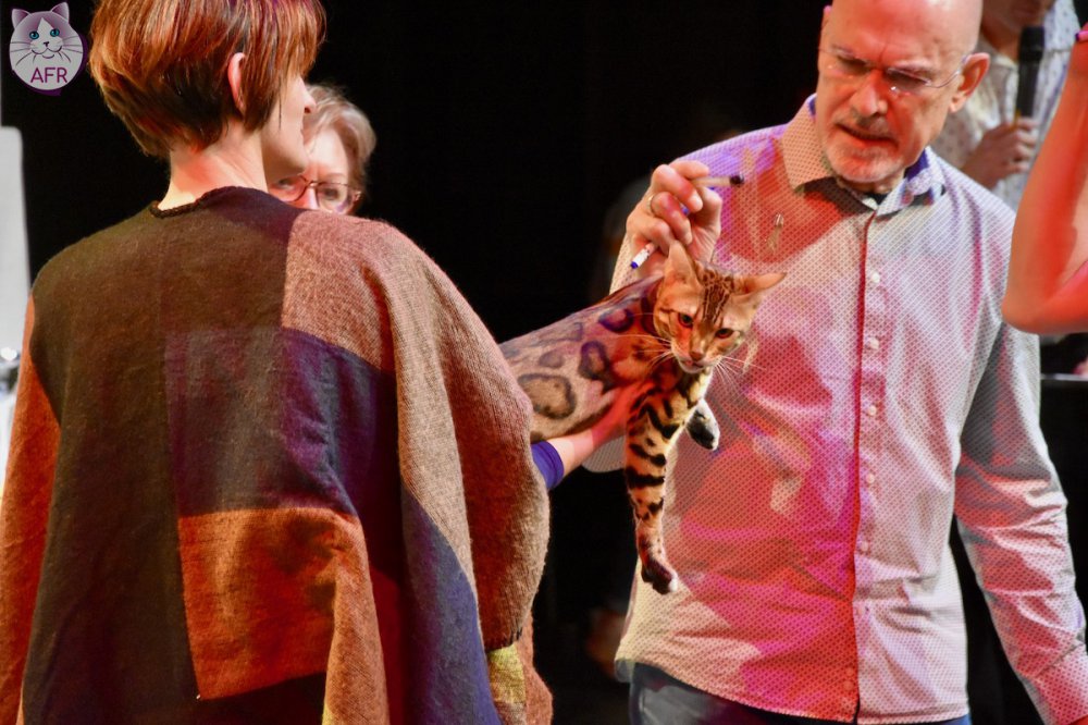 Exposition féline de Mortagne au Perche 2019