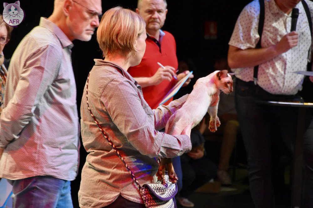 Exposition féline de Mortagne au Perche 2019