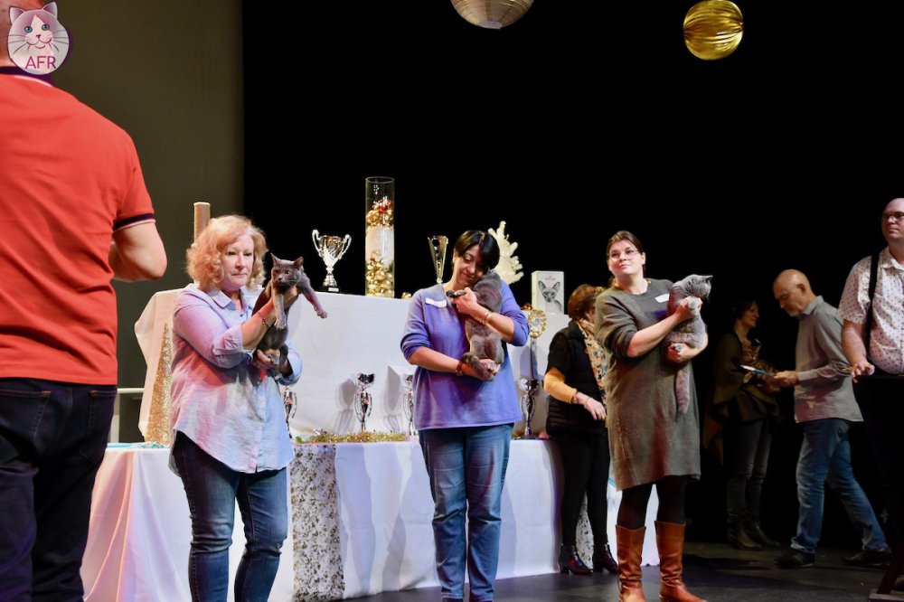 Exposition féline de Mortagne au Perche 2019