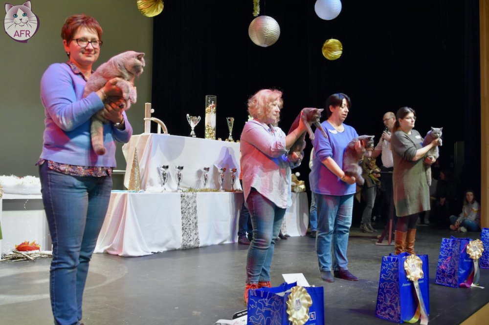 Exposition féline de Mortagne au Perche 2019