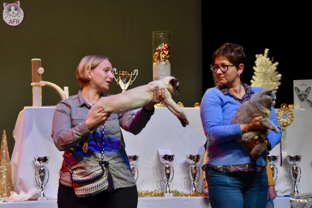 Exposition féline de Mortagne au Perche 2019