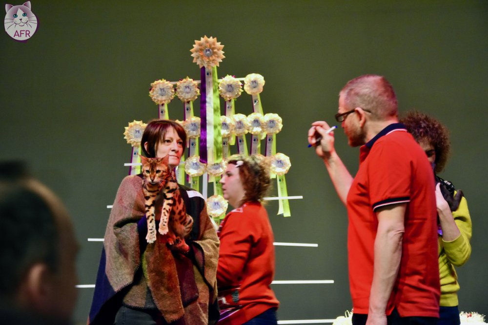 Exposition féline de Mortagne au Perche 2019