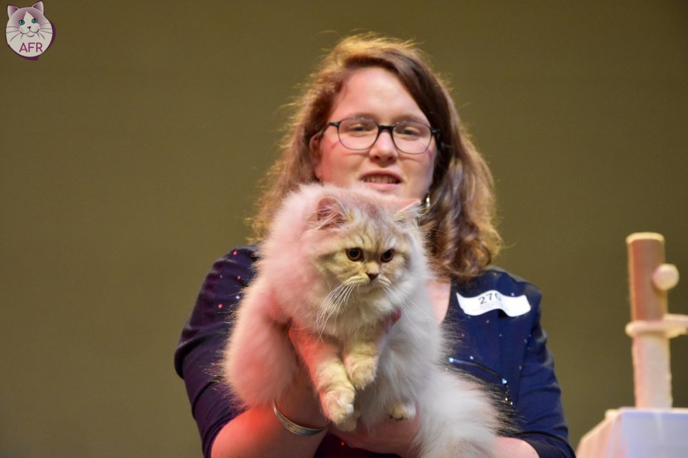 Exposition féline de Mortagne au Perche 2019