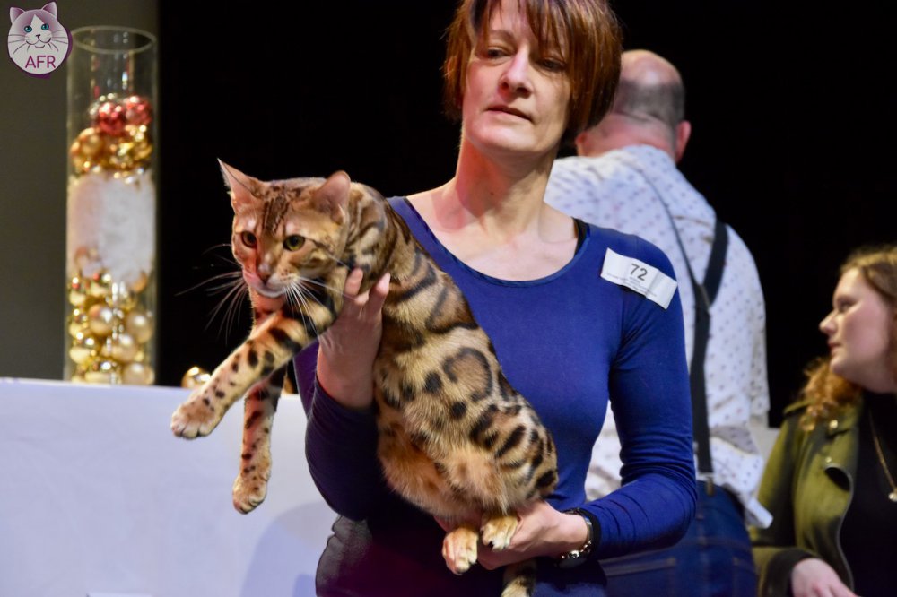 Exposition féline de Mortagne au Perche 2019