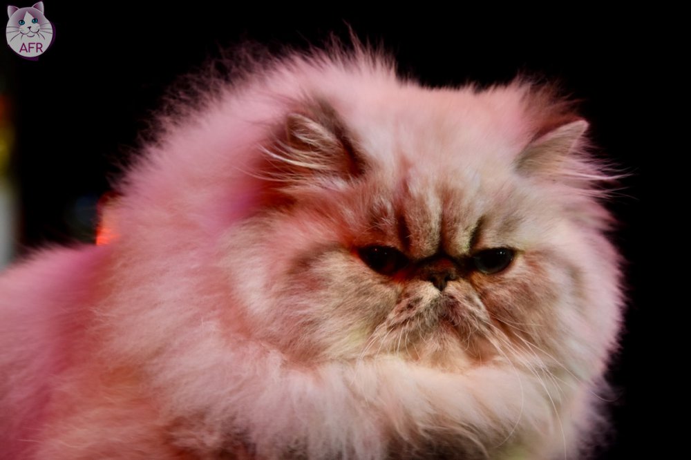 Exposition féline de Mortagne au Perche 2019