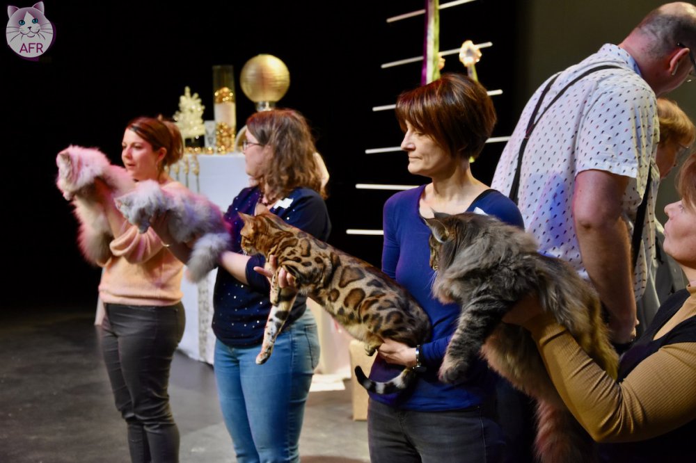 Exposition féline de Mortagne au Perche 2019