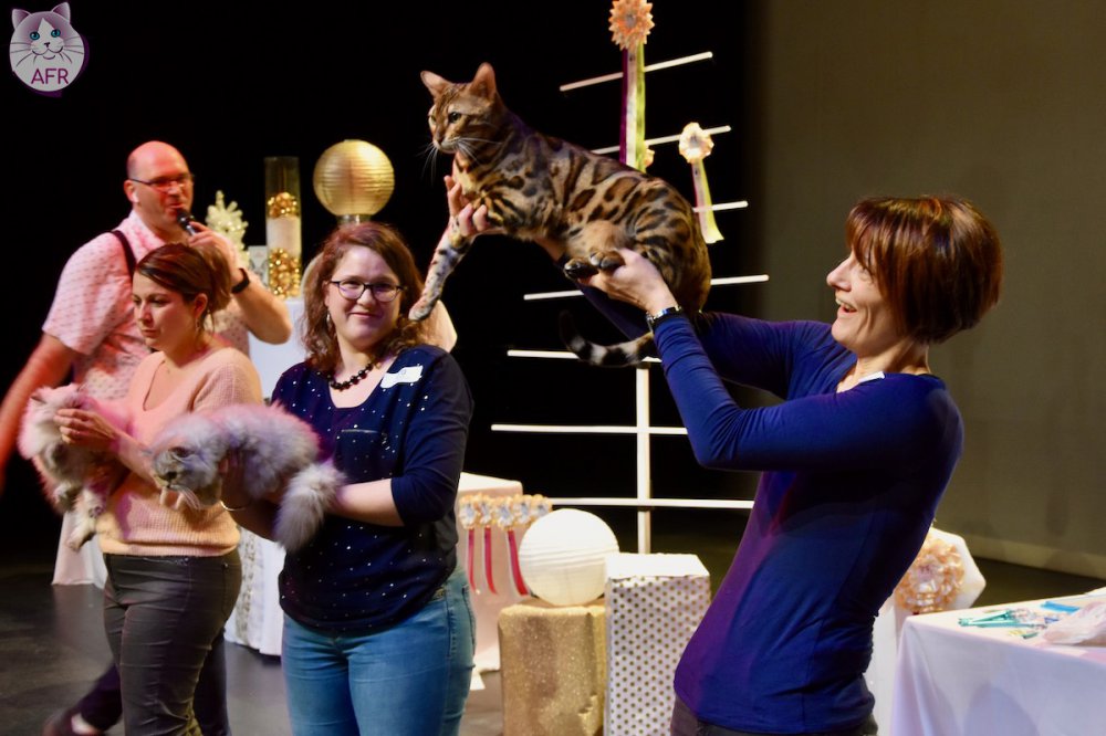 Exposition féline de Mortagne au Perche 2019