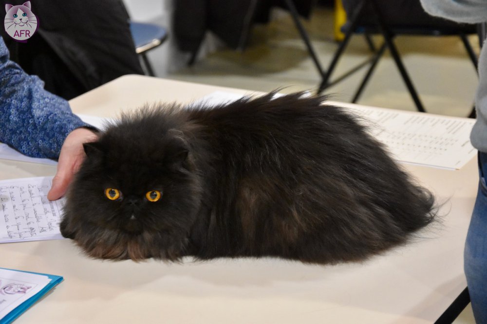 Exposition féline de Mortagne au Perche 2019