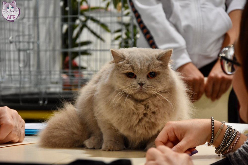 Exposition féline de Mortagne au Perche 2019