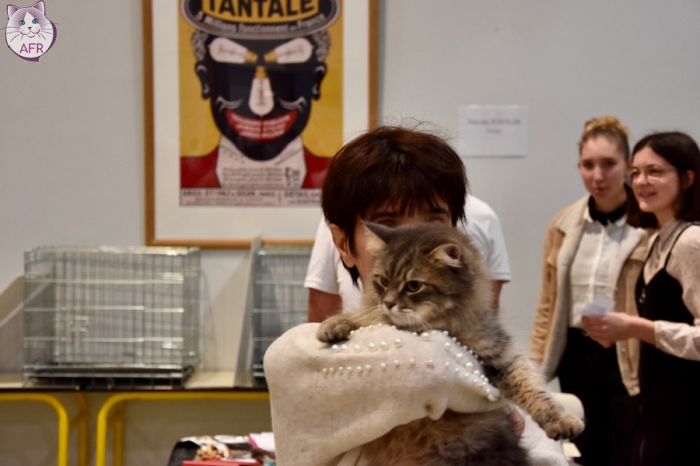 Exposition féline de Mortagne au Perche 2019