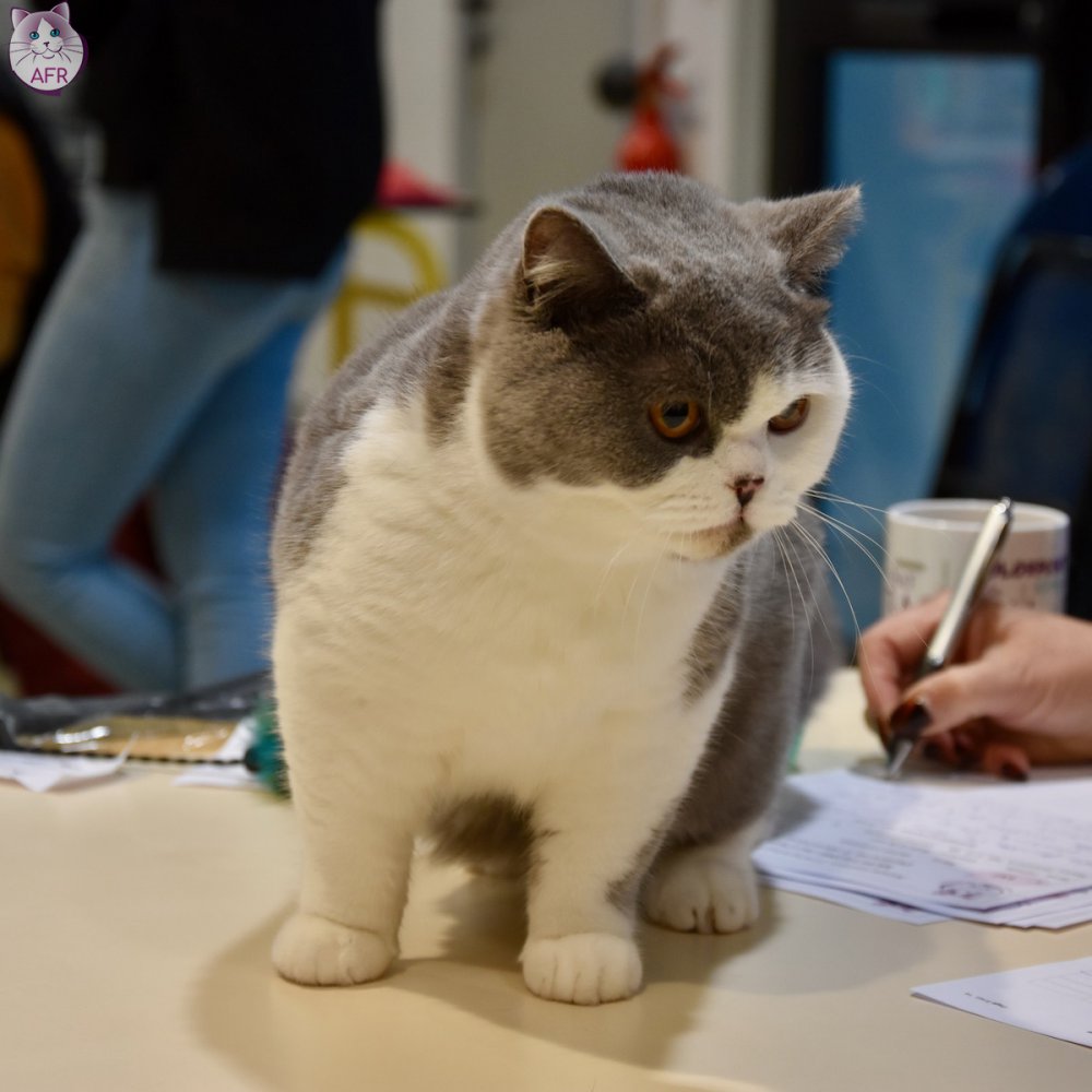 Exposition féline de Mortagne au Perche 2019