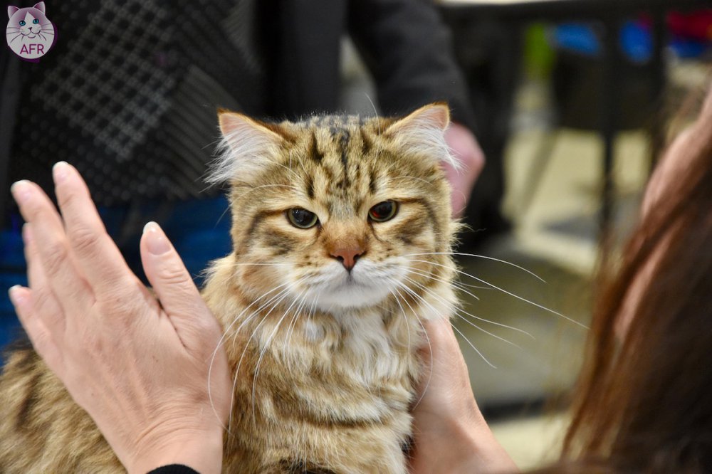 Exposition féline de Mortagne au Perche 2019