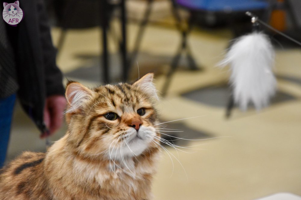 Exposition féline de Mortagne au Perche 2019