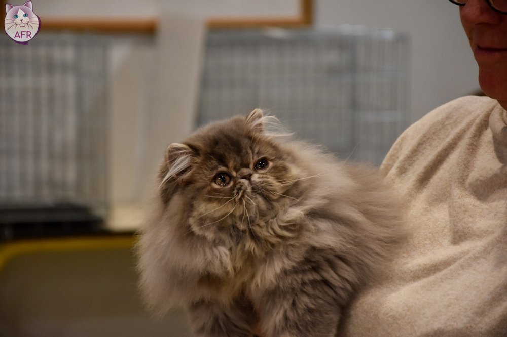 Exposition féline de Mortagne au Perche 2019