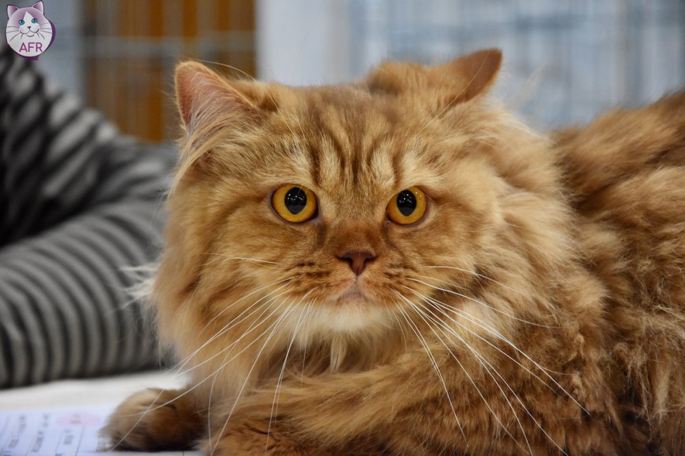 Exposition féline de Mortagne au Perche 2019