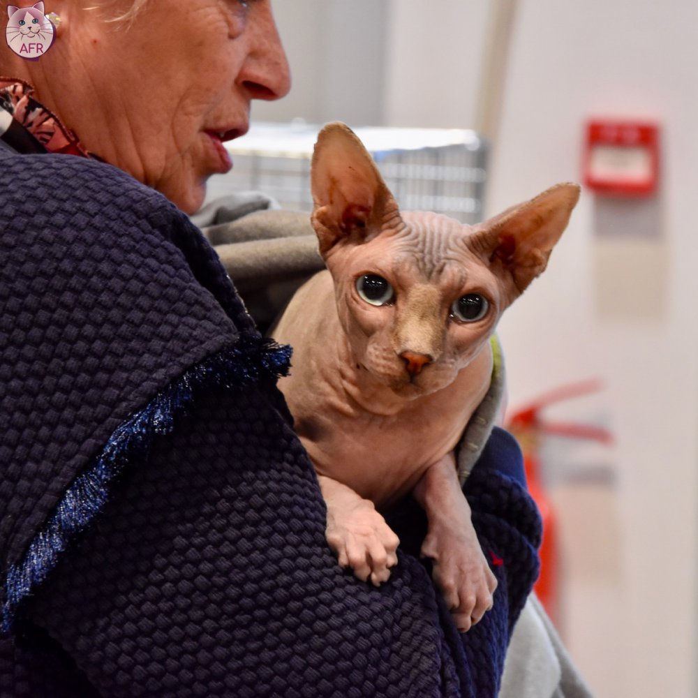 Exposition féline de Mortagne au Perche 2019