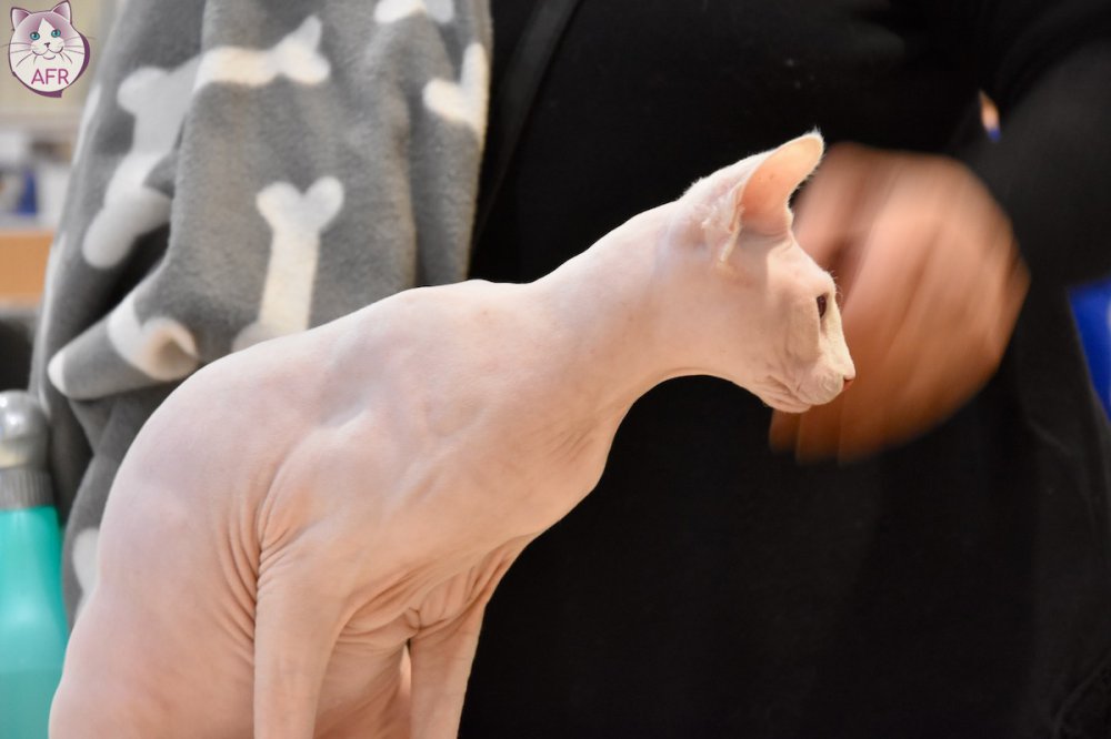 Exposition féline de Mortagne au Perche 2019