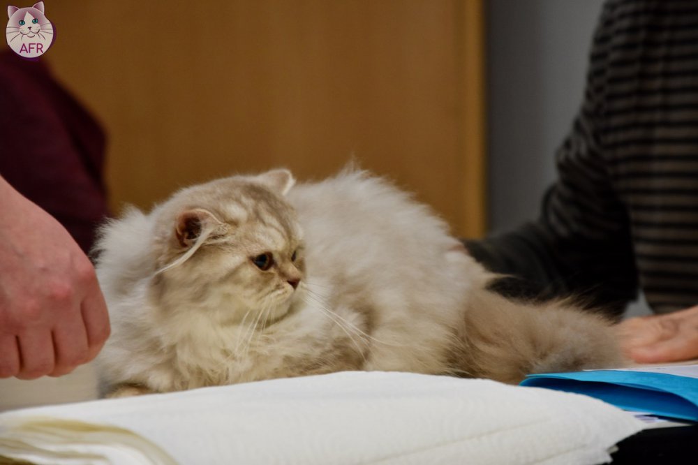 Exposition féline de Mortagne au Perche 2019