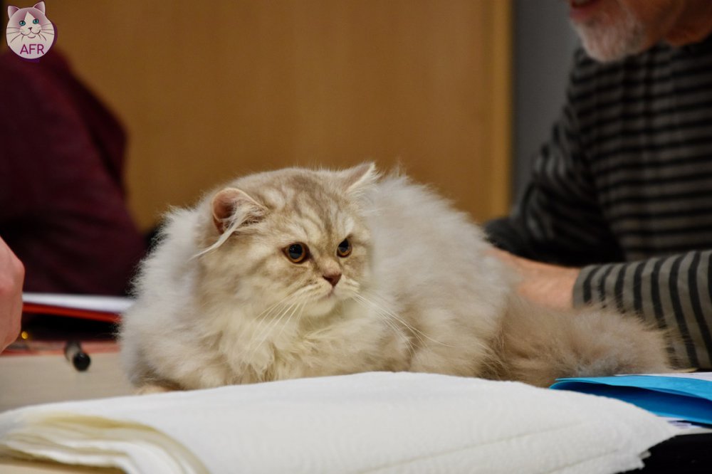 Exposition féline de Mortagne au Perche 2019