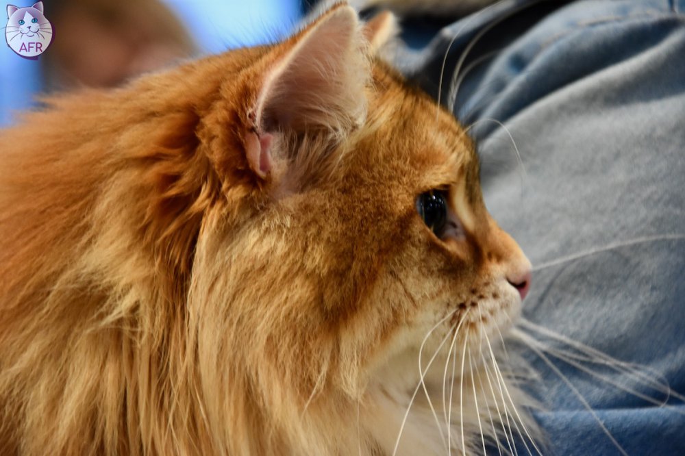 Exposition féline de Mortagne au Perche 2019