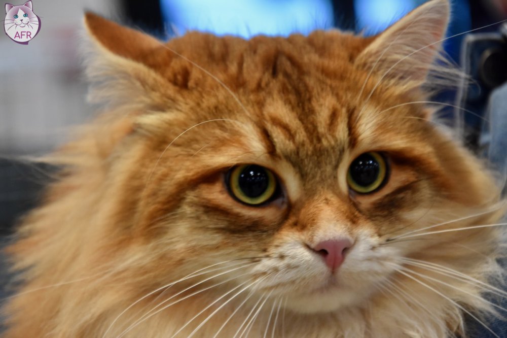 Exposition féline de Mortagne au Perche 2019