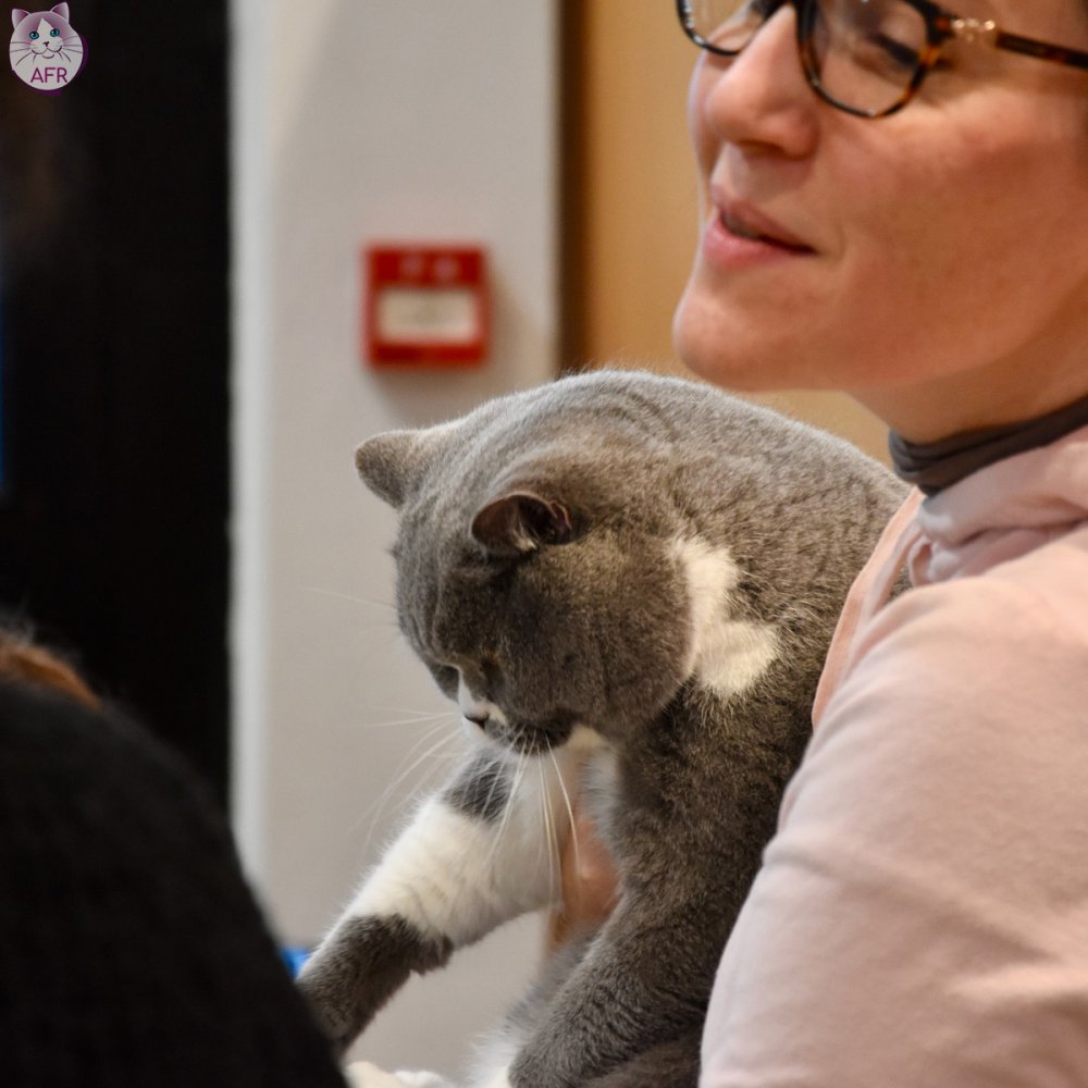 Exposition féline de Mortagne au Perche 2019