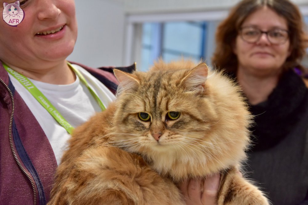Exposition féline de Mortagne au Perche 2019