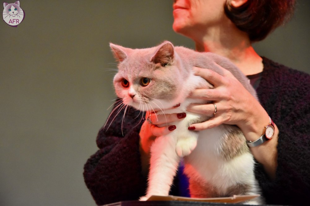 Exposition féline de Mortagne au Perche 2019