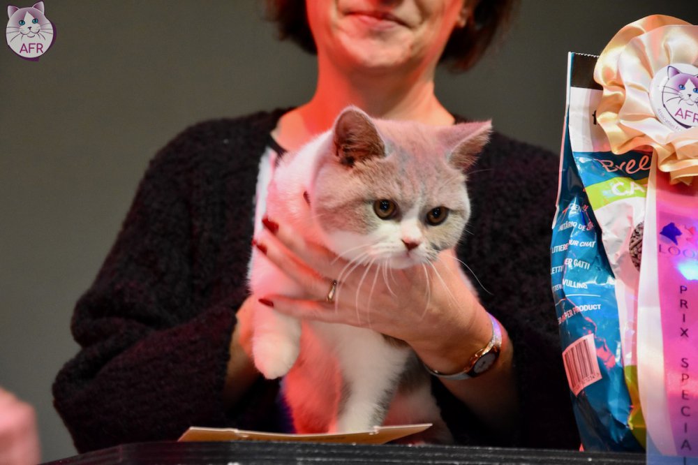 Exposition féline de Mortagne au Perche 2019