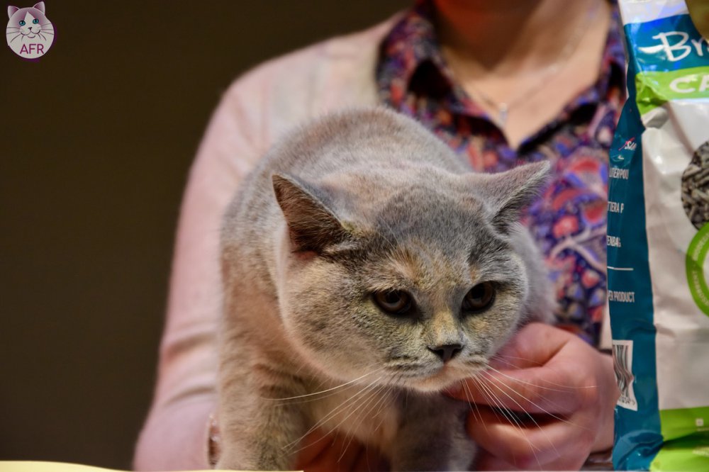 Exposition féline de Mortagne au Perche 2019