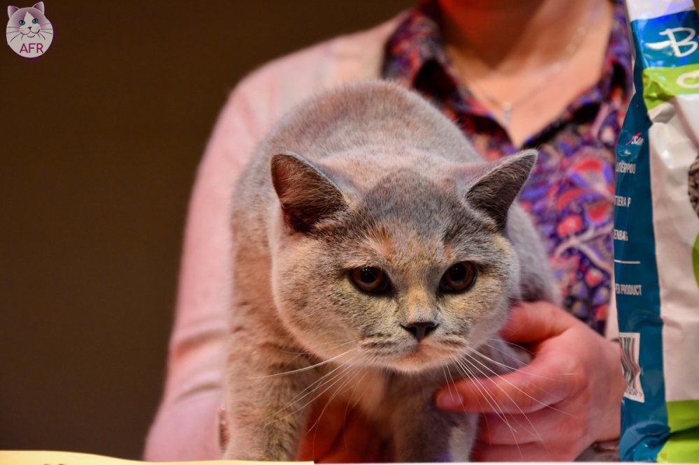 Exposition féline de Mortagne au Perche 2019