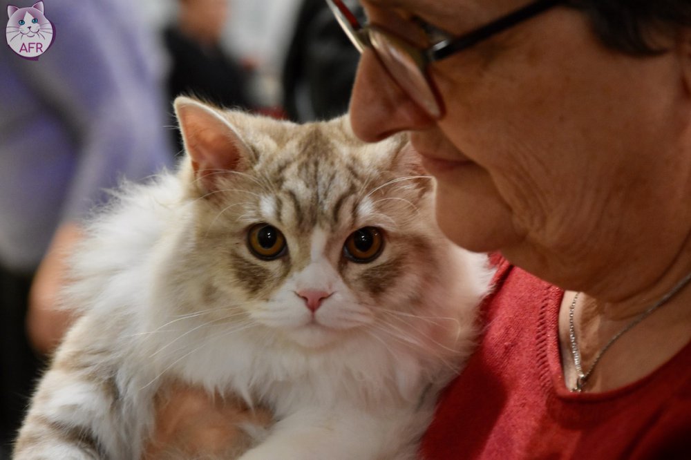 Exposition féline de Mortagne au Perche 2019
