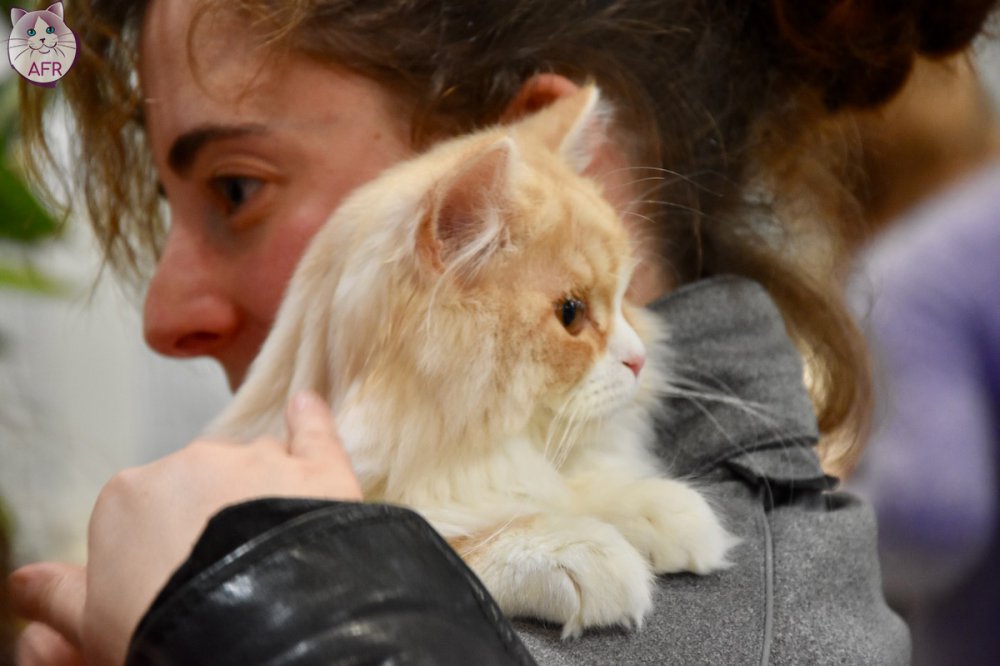 Exposition féline de Mortagne au Perche 2019