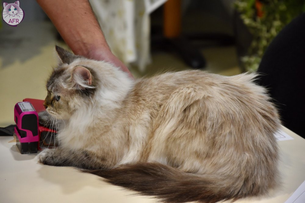 Exposition féline de Mortagne au Perche 2019