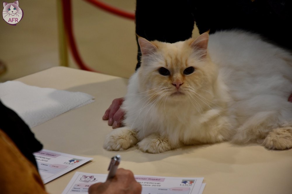 Exposition féline de Mortagne au Perche 2019