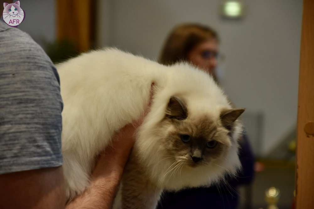 Exposition féline de Mortagne au Perche 2019