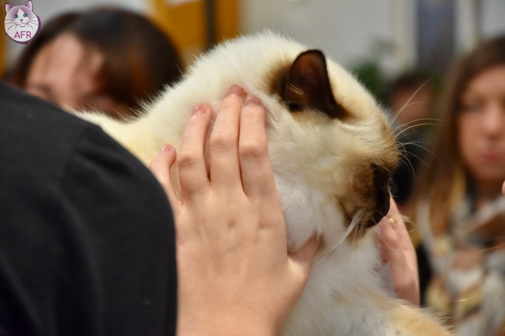 Exposition féline de Mortagne au Perche 2019