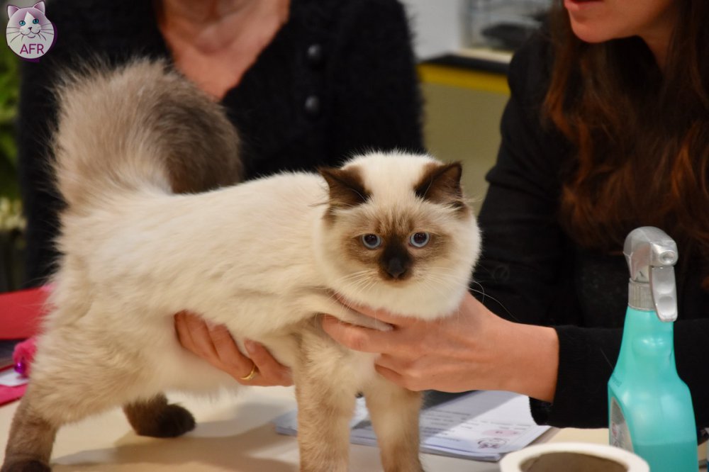 Exposition féline de Mortagne au Perche 2019