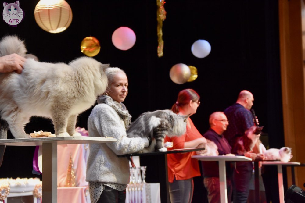 Exposition féline de Mortagne au Perche 2019
