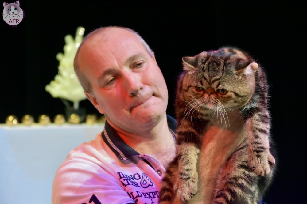 Exposition féline de Mortagne au Perche 2019
