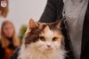 Exposition féline de Mortagne au Perche 2019