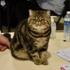 Exposition féline de Mortagne au Perche 2019