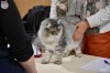Exposition féline de Mortagne au Perche 2019