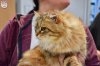Exposition féline de Mortagne au Perche 2019