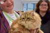 Exposition féline de Mortagne au Perche 2019