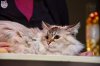 Exposition féline de Mortagne au Perche 2019